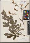 Foto von Salix aurita L. x Salix cinerea L.